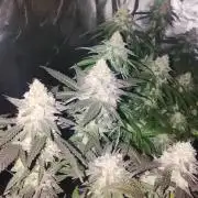 ETHOS Grape Diamonds & Lemon Cherry Pie