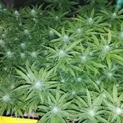 ETHOS Grape Diamonds & Lemon Cherry Pie