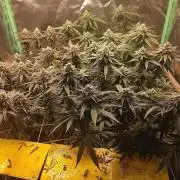 ETHOS Grape Diamonds & Lemon Cherry Pie