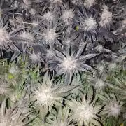 ETHOS Grape Diamonds & Lemon Cherry Pie