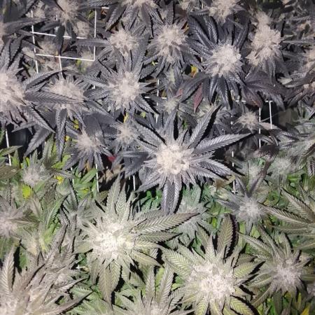 ETHOS Grape Diamonds & Lemon Cherry Pie
