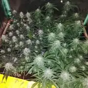 ETHOS Grape Diamonds & Lemon Cherry Pie