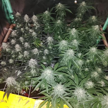 ETHOS Grape Diamonds & Lemon Cherry Pie