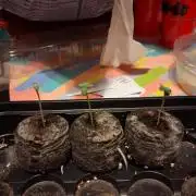 Mephisto Genetics