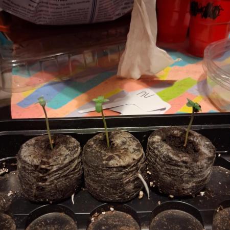Mephisto Genetics