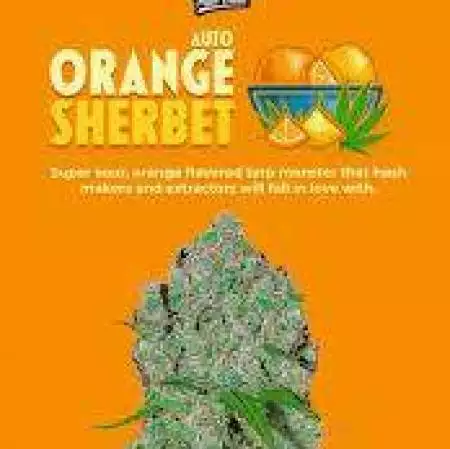 Orange Sherbet Auto