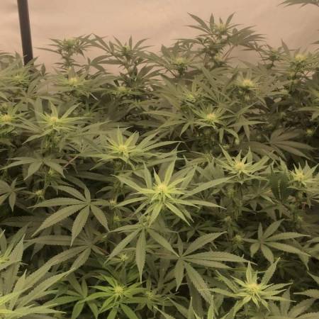 Original Bubblegum ( T.H Seeds ) 