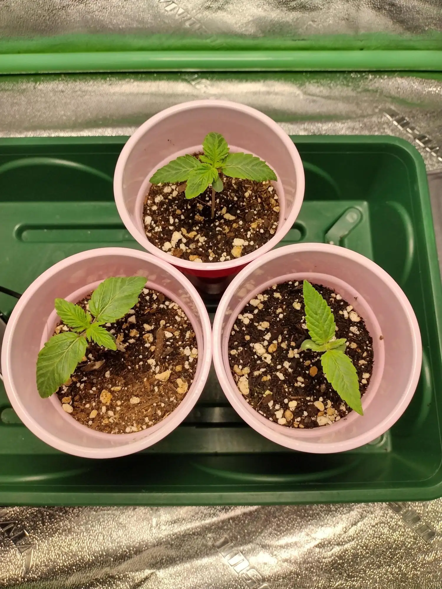 Black Cherry Gushers - Barneys Farm x Backpack Boyz Collab! Indoor