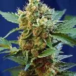 Grow n2 Cream mandarine xl
