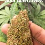 Alien Funk Meets Creamy Deliciousness. 