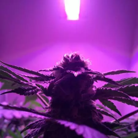 Afghan Kush Special