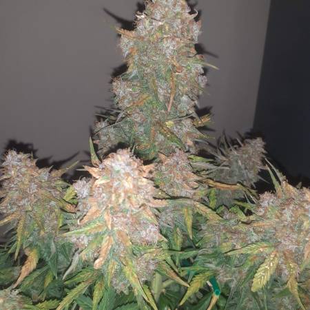 AMNESIA HAZE AUTO 