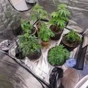 JungleBoys clone Gelato33 x ZkittlezCake