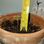 King Tut Smut