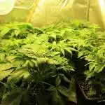 Vegan Newschool Grow (8 Gens, Supercropp