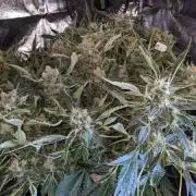 Night Owl Seeds - Shekinah 18.1.2021