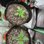 Illuminauto 57 - Blood orange haze