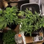Guava Auto + Triton Biscotto Lime Auto