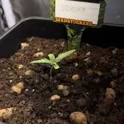 Guava Auto + Triton Biscotto Lime Auto