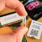 Guava Auto + Triton Biscotto Lime Auto