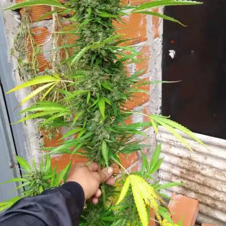 Sweet Cheese 