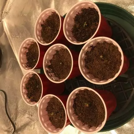 ILGM - Autoflower Super Mix - Organic