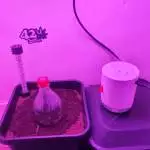 42 Fastbuds - Blackberry Auto