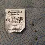 RQS - Royal Gorilla