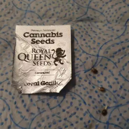 RQS - Royal Gorilla