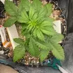Auto Glueberry Dutch Passion - 2nd time 