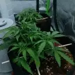 Northern Lights Auto