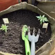 Winter Harvest