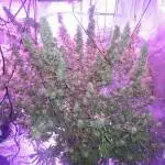 Dinafem Industrial plant CBD auto DWC 