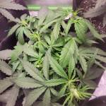 ILGM GG AF First Grow!