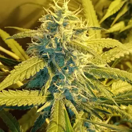 Critical Orange Punch & Gelato #33