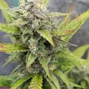 Delicious  Seeds 2026