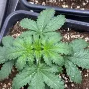 Paradies Seeds Test 👍.