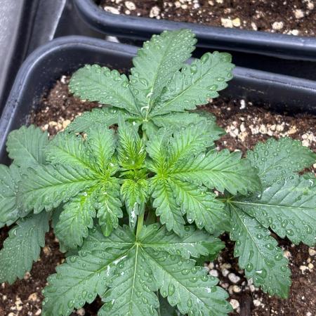 Paradies Seeds Test 👍.