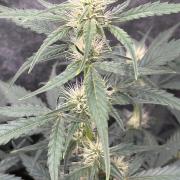 Delicious  Seeds 2026