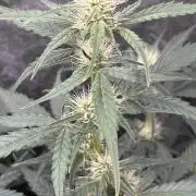 Delicious  Seeds 2026
