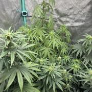 The White Sweet Candy Test Seeds