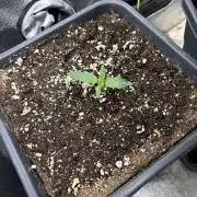 Eternity 2026 Sticky Broccoli