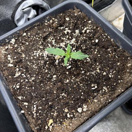 Eternity 2026 Sticky Broccoli