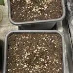Black Lemon Exotic Seeds