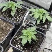 Black Lemon Exotic Seeds