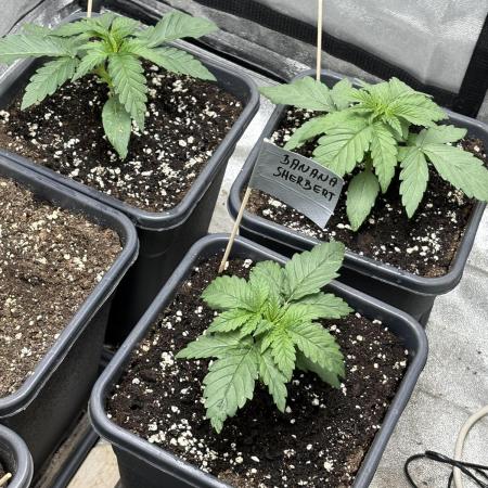 Black Lemon Exotic Seeds