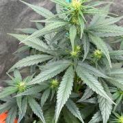 Delicious  Seeds 2026