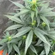 Delicious  Seeds 2026