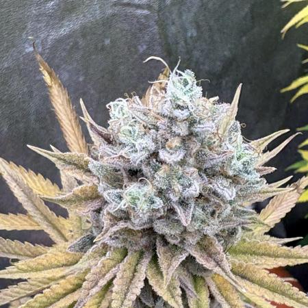 Black Lemon Exotic Seeds