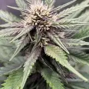 Paradies Seeds Test 👍.